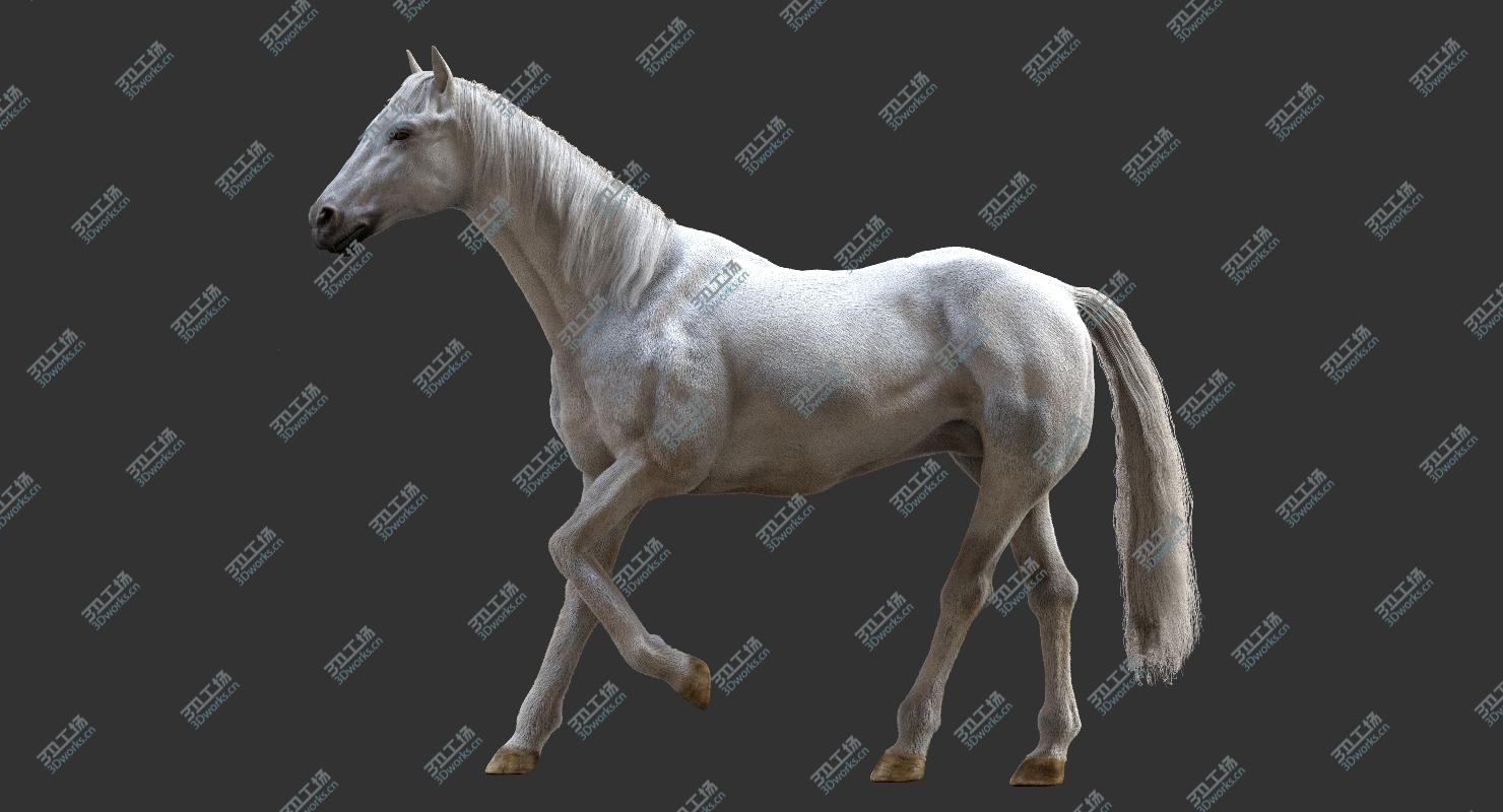 images/goods_img/202104094/Horse Collection (Rigged) 3D model/3.jpg